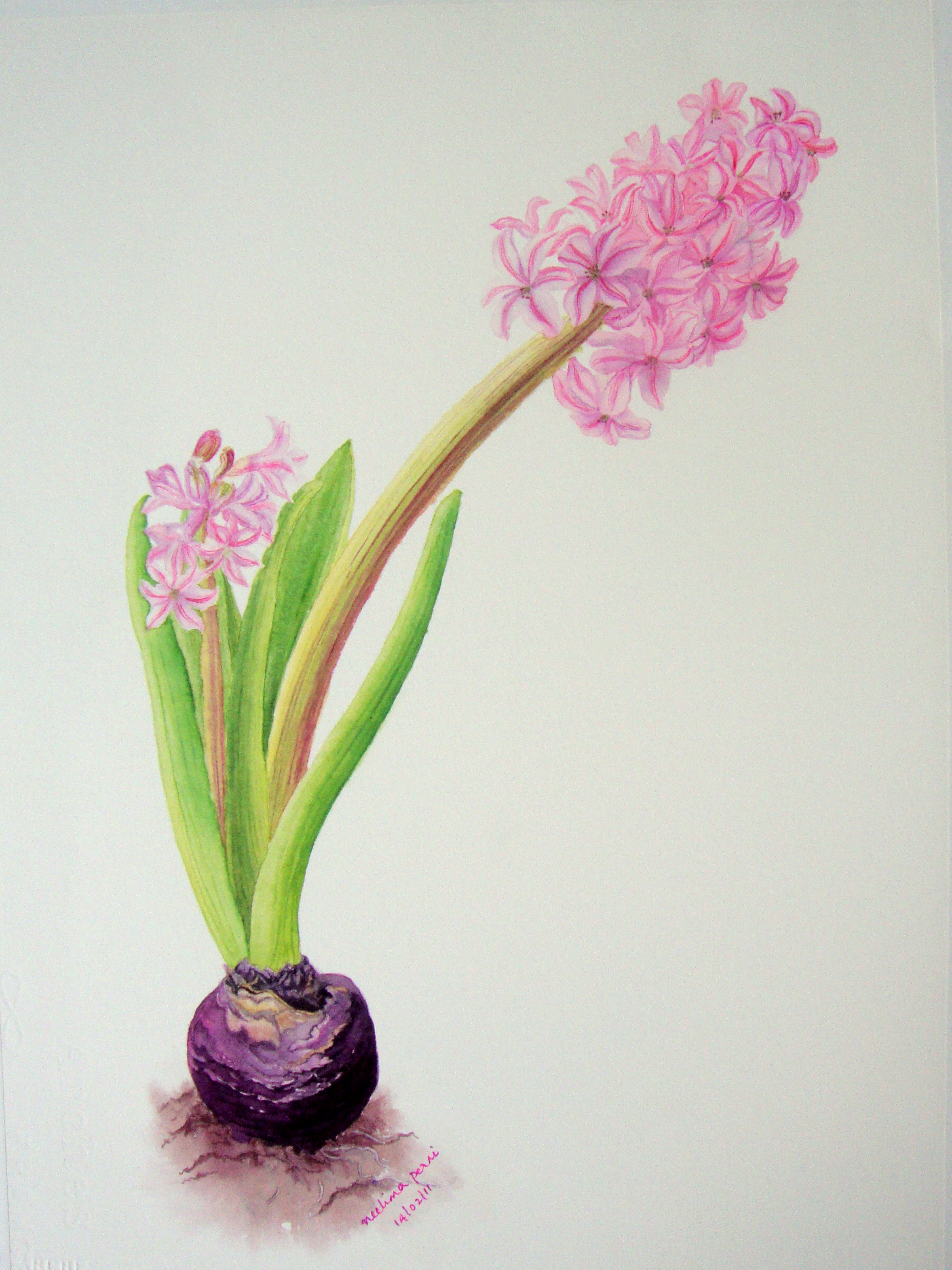 2355x3142 Botanical Painting Hyacinthus Orientalis Watercolor Journal - Botanical Painting