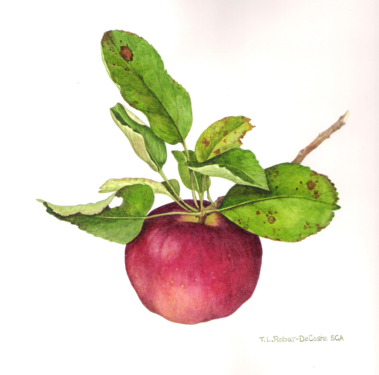 1600x1584 Cultivating A Love Of Botanical Art The Chronicle Herald - Botanical Painting