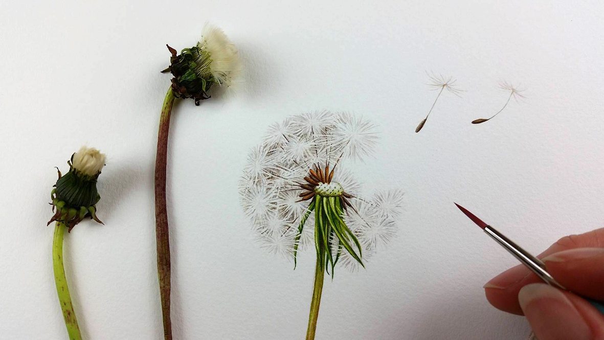 1181x665 Dandelion Botanical Painting In Watercolour Heidi Willis - Botanical Painting