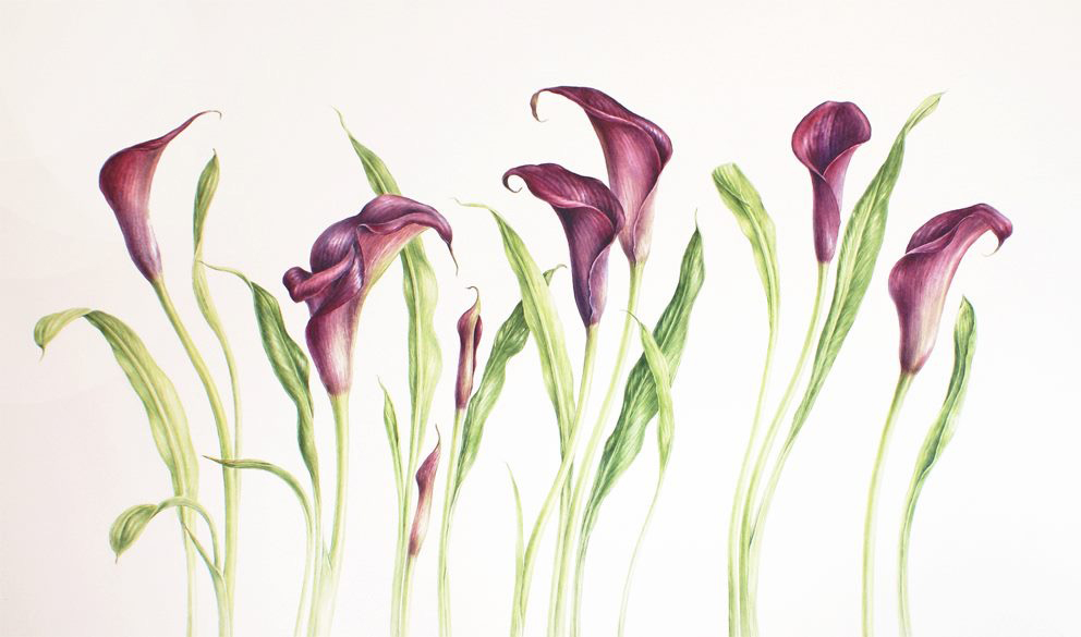 992x585 Dianne Sutherland - Botanical Painting