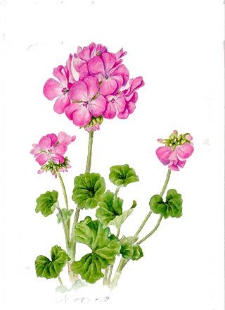320x440 Geranium. Watercolors, Botanical Painting. Botanical - Botanical Painting