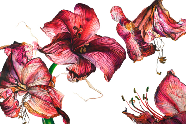 595x397 It's Nice That Contemporary Botanical Painting In Rosie Sanders - Botanical Painting