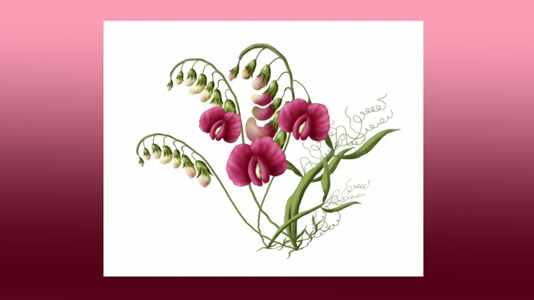 750x422 Learn To Paint On The Ipad Botanical Painting Of Sweet Peas Udemy - Botanical Painting