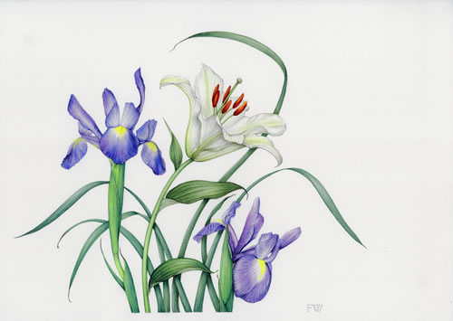 500x355 Lily Amp Irises - Botanical Painting