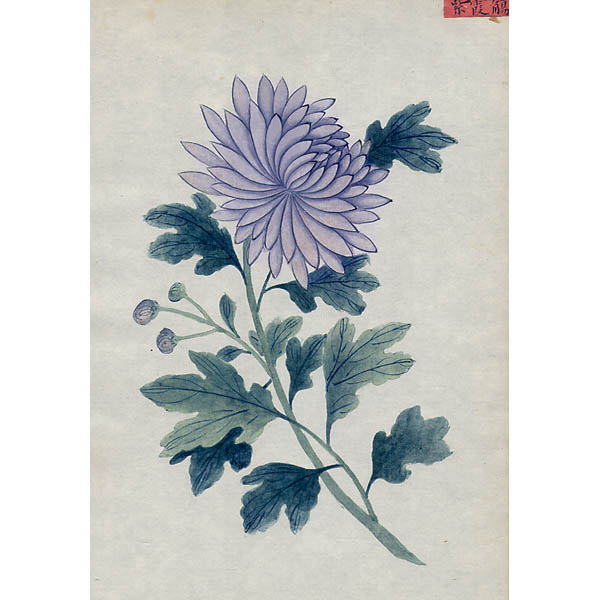 600x600 Natural History Art, Botanical, Chinese Export, Fushan, Antique - Botanical Painting