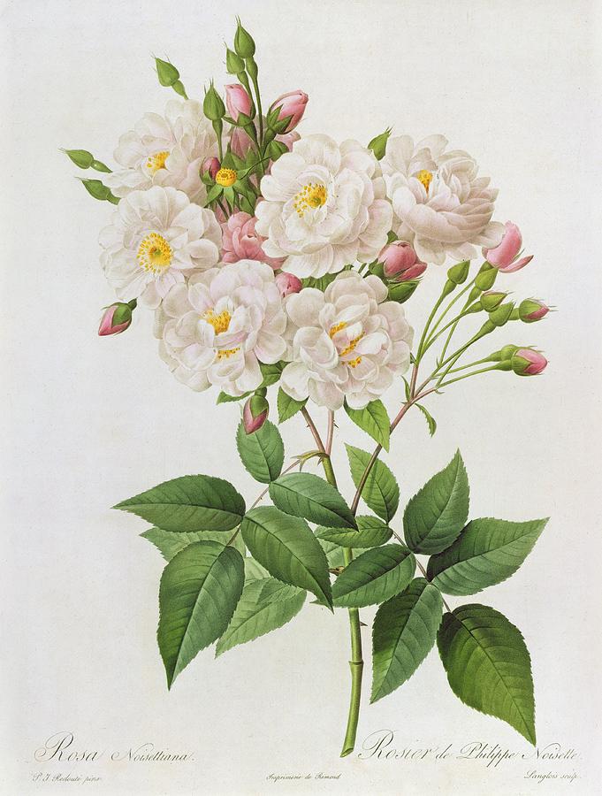 681x900 Rosa Noisettiana Painting By Pierre Joseph Redoute - Botanical Painting