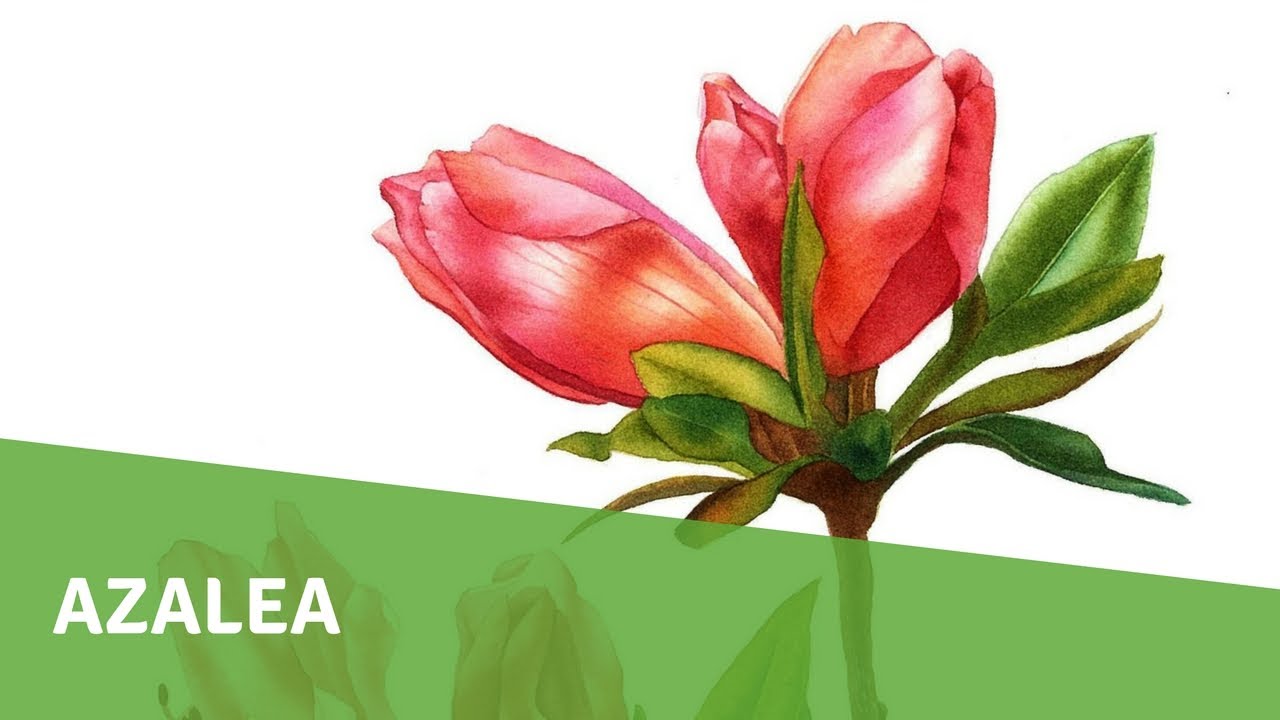 1280x720 Watercolor Painting Demo - Botanical Painting