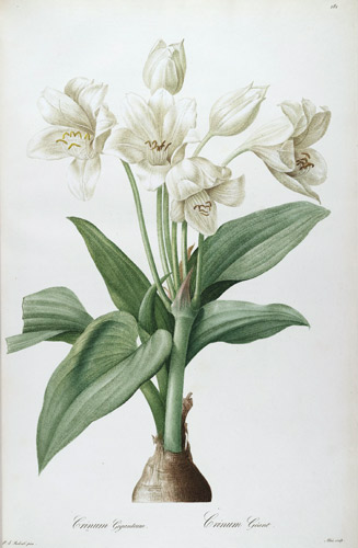 327x500 Famous Botanical Artists - Botanical Painting