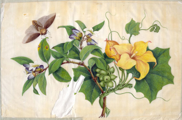 605x400 Botanical Painting - Botanical Painting