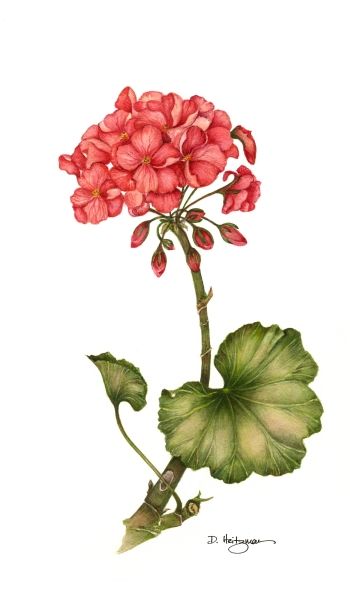 350x600 Geranium, Botanical Illustration Floral Art - Botanical Painting