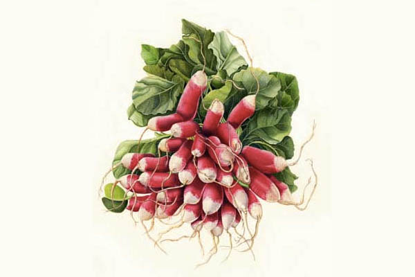600x400 Botanical Painting Classes Rodmell Village Website - Botanical Painting