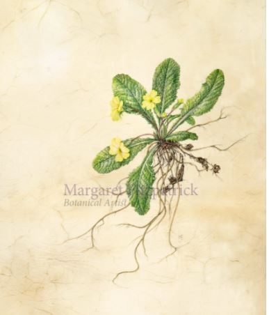 387x452 Botanical Painting On Vellum 6th December 2018 - Botanical Painting