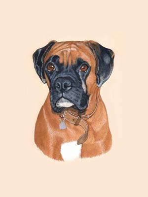 300x400 Dog Portraits - Boxer Dog Painting