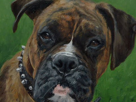 480x360 Dog Portrait, Oil Painting Of Boxer Time Lapse, Speed Painting - Boxer Dog Painting