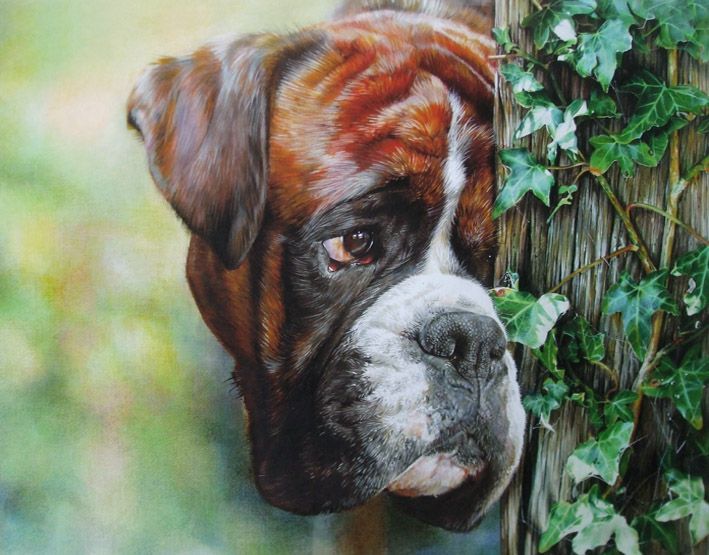 709x555 Boxed - Boxer Dog Painting