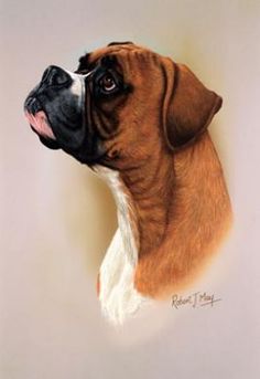 236x343 Boxer Dog, Animal And Dog Pictures - Boxer Dog Painting