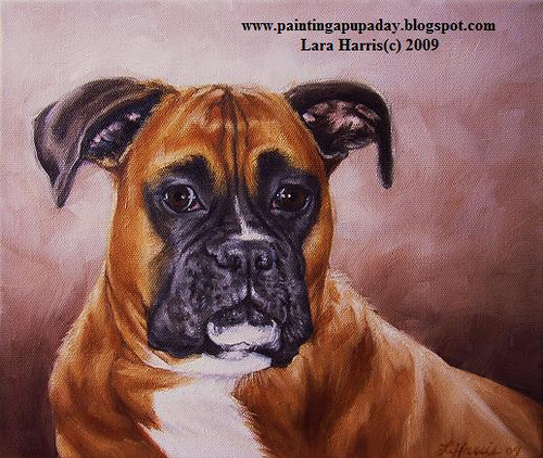 500x422 Boxer Dog Painting, Maggie, Painting A Pup A Day Daily - Boxer Dog Painting
