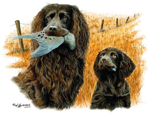 500x378 Cart - Boykin Spaniel Painting