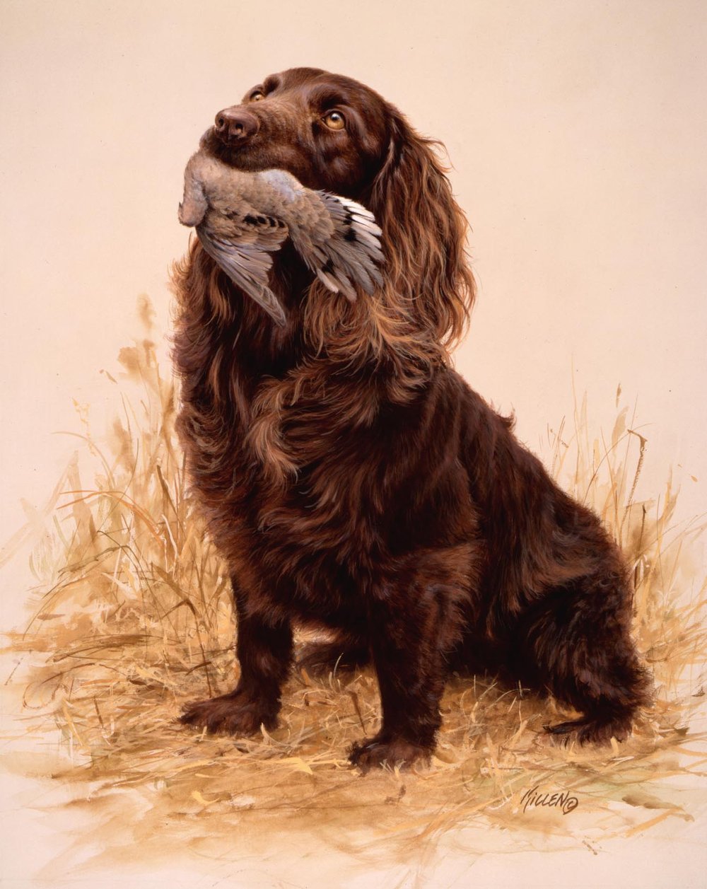1000x1257 Head Of The Class Boykin Spaniel Dove Painting By Jim Killen - Boykin Spaniel Painting