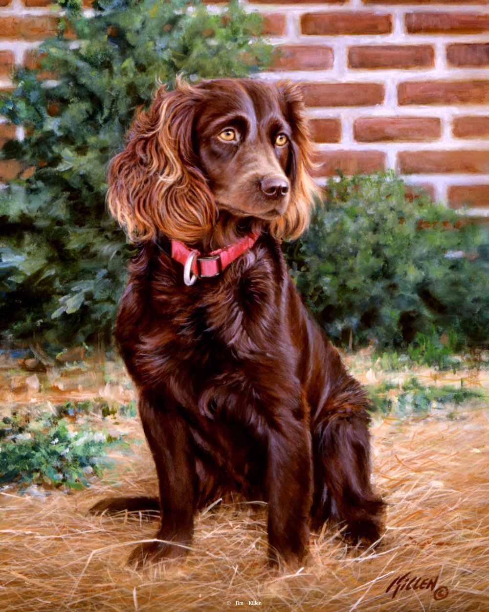 1000x1251 Lady Boykin Spaniel Painting By Jim Killen - Boykin Spaniel Painting