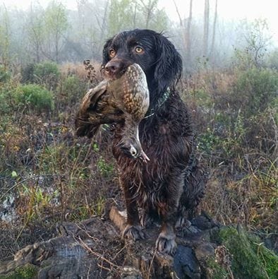 394x395 Something Different, A Painting! - Boykin Spaniel Painting