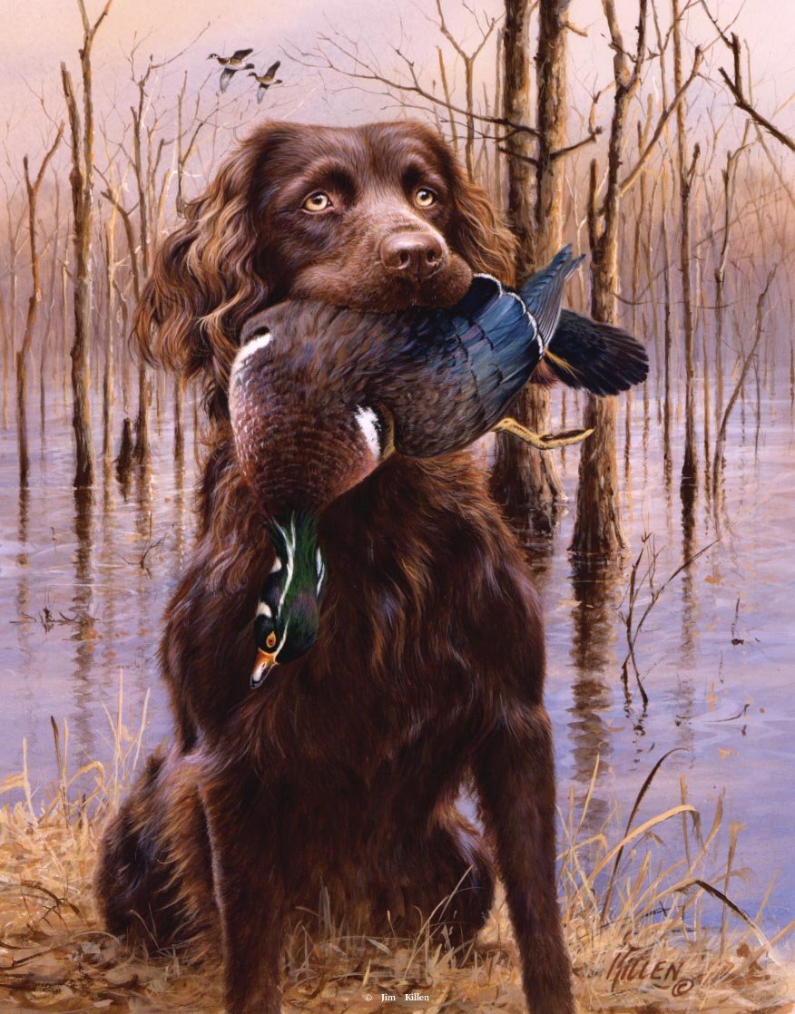 876x1118 Top Dog Boykin Spaniel Woodduck Painting By Jim Killen - Boykin Spaniel Painting
