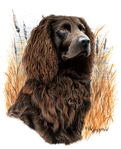 Boykin Spaniel Painting at PaintingValley.com | Explore collection of
