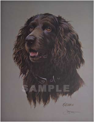 307x400 Boykin Spaniel Painting Print By Artist Jim Killen - Boykin Spaniel Painting