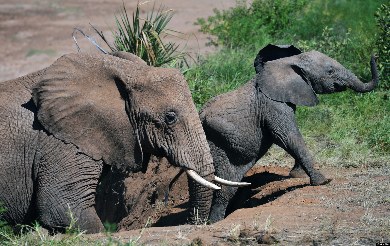 1536x970 Painting Bright Future For Elephants - Bright Elephant Painting