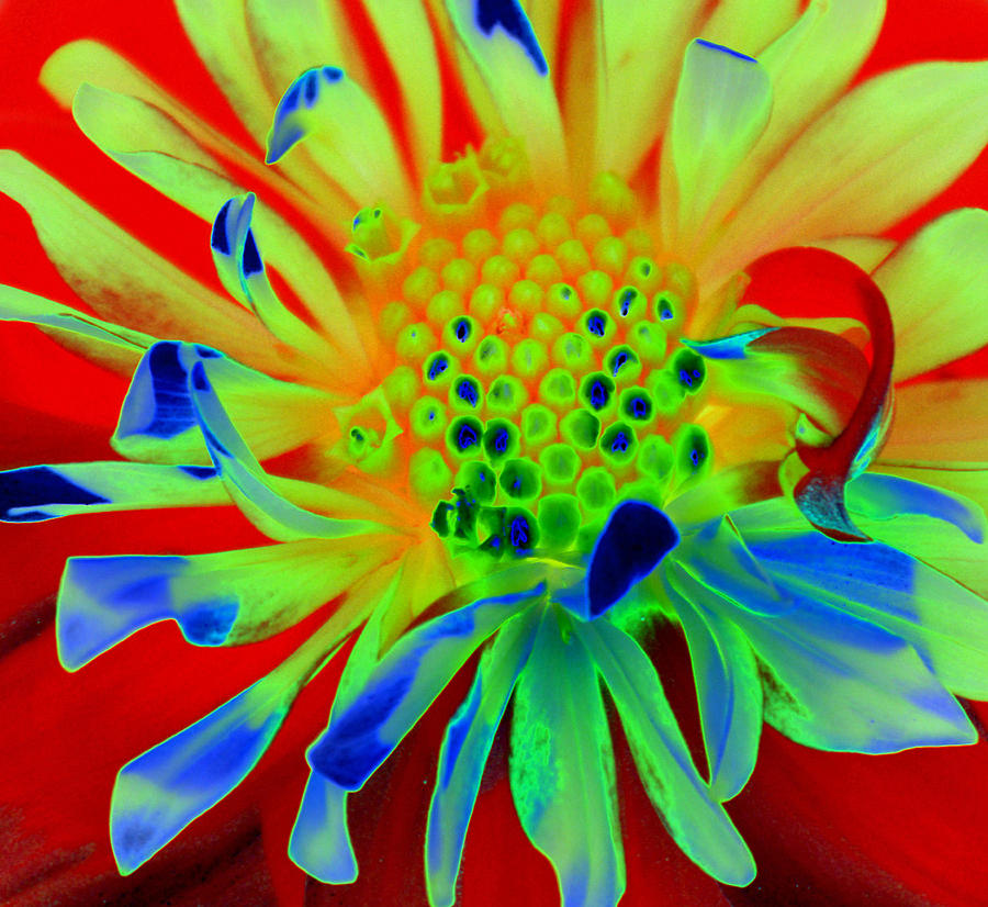 900x826 Bright Flower Painting By Diane E Berry - Bright Flower Painting