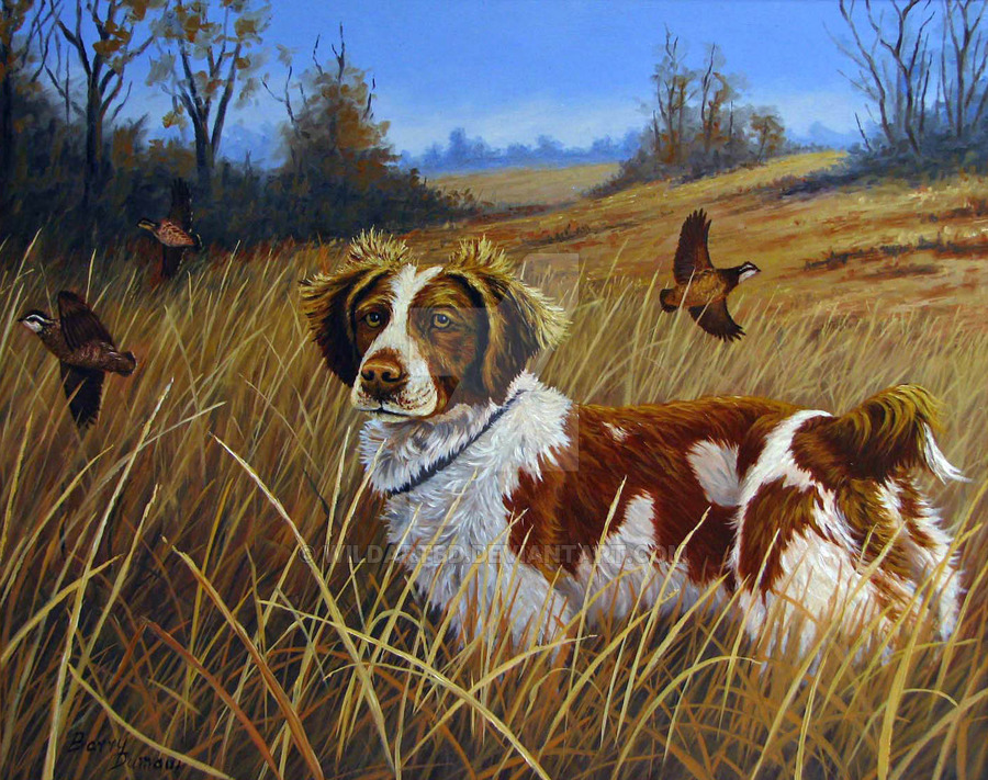 900x711 Brittany Spaniel By Wildartbd - Brittany Spaniel Painting