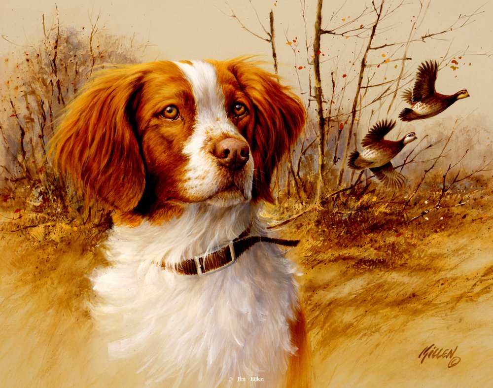 1000x787 In The Field Brittany Spaniel Quail Painting By Jim Killen - Brittany Spaniel Painting