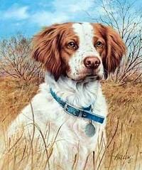 200x239 Springer Spaniel Art Print Of Original Watercolor Painting 11x14 - Brittany Spaniel Painting