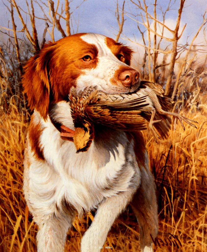 843x1026 That's My Dog Brittany Spaniel Quail Painting By Jim Killen - Brittany Spaniel Painting