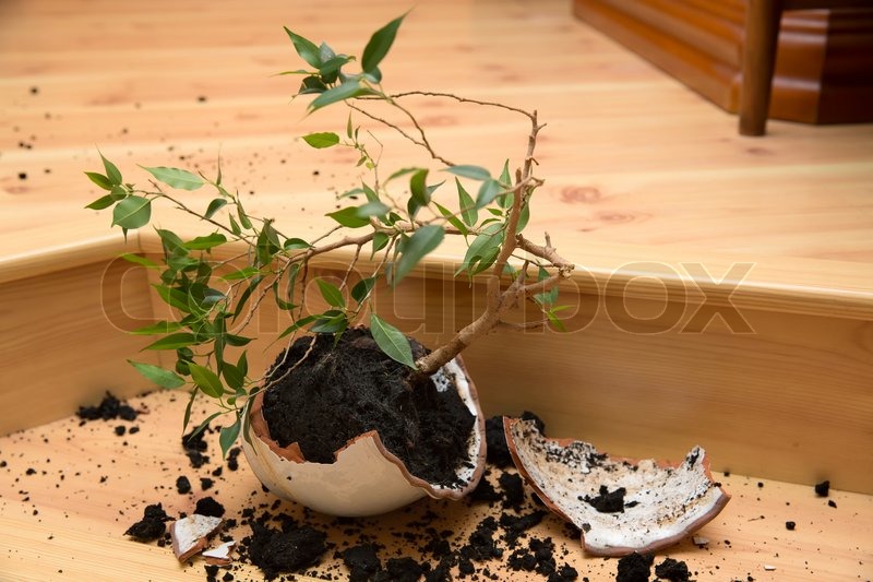 800x533 Plant In A Broken Flower Pot Stock Photo Colourbox - Broken Flower Pot Painting