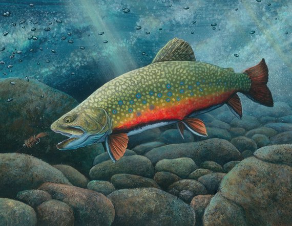 570x442 Brook Trout Painting Art Print Winner Of The 2015 Delaware - Brook Trout Painting