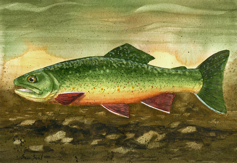 900x619 Brook Trout Painting By Sean Seal - Brook Trout Painting