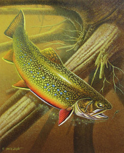 243x300 Brook Trout Paintings Fine Art America - Brook Trout Painting