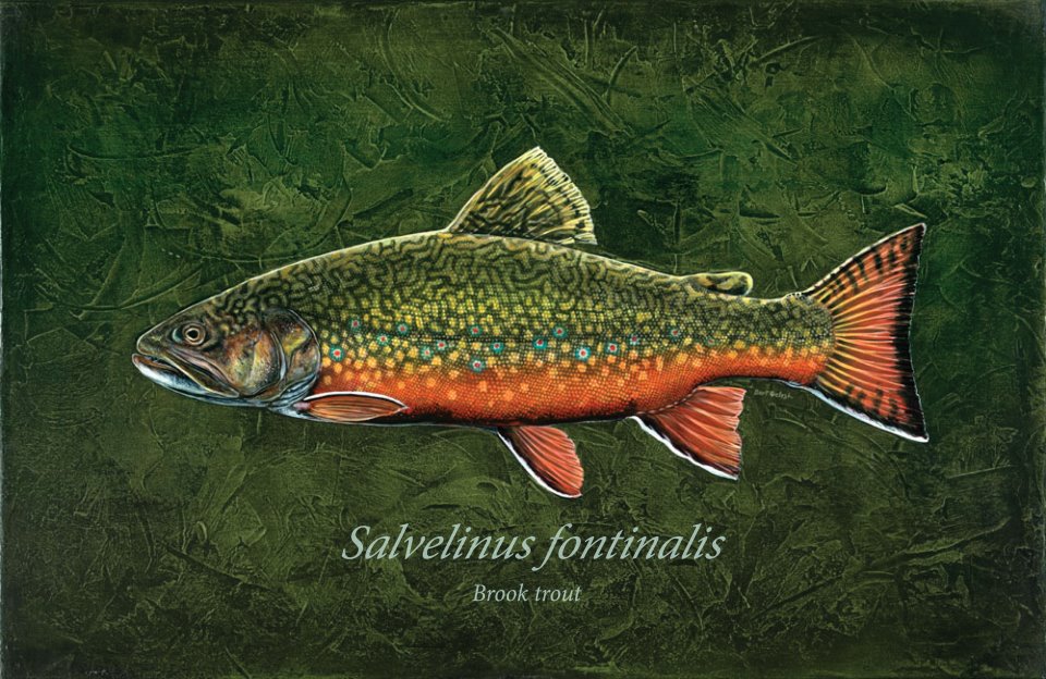 960x624 Brook Trout Just For Fun. Bartgelesh - Brook Trout Painting