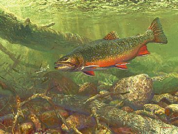 366x276 Brook Trout Amp Blacknose Dace - Brook Trout Painting