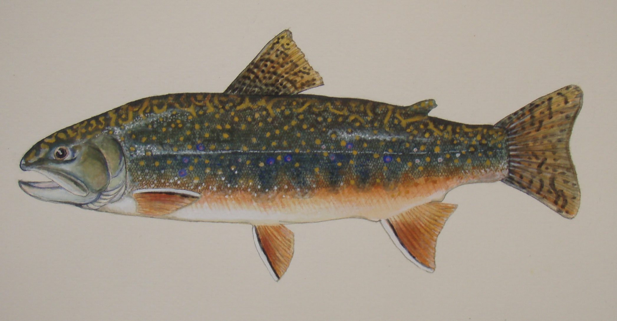 Brook Trout Painting at PaintingValley.com | Explore collection of ...