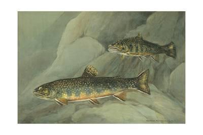 400x267 A Painting Of A Pair Of Brook Trout Swimming Over Rocks Giclee - Brook Trout Painting