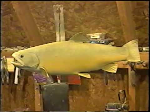 480x360 Brook Trout Painting For Taxidermy(See Description) - Brook Trout Painting