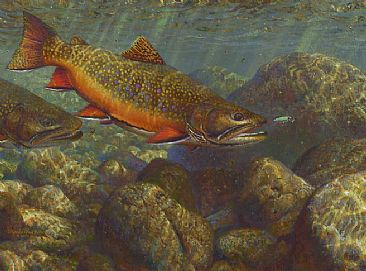 366x271 Brook Trout Fly Fishing Scene - Brook Trout Painting