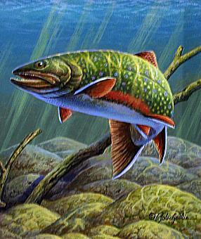 286x340 Decoys And Wildlife Galllery Wildlife Art - Brook Trout Painting