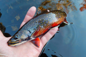 300x200 Dark Brook Trout Watercolor Painting Artists' Blogs Medical - Brook Trout Painting