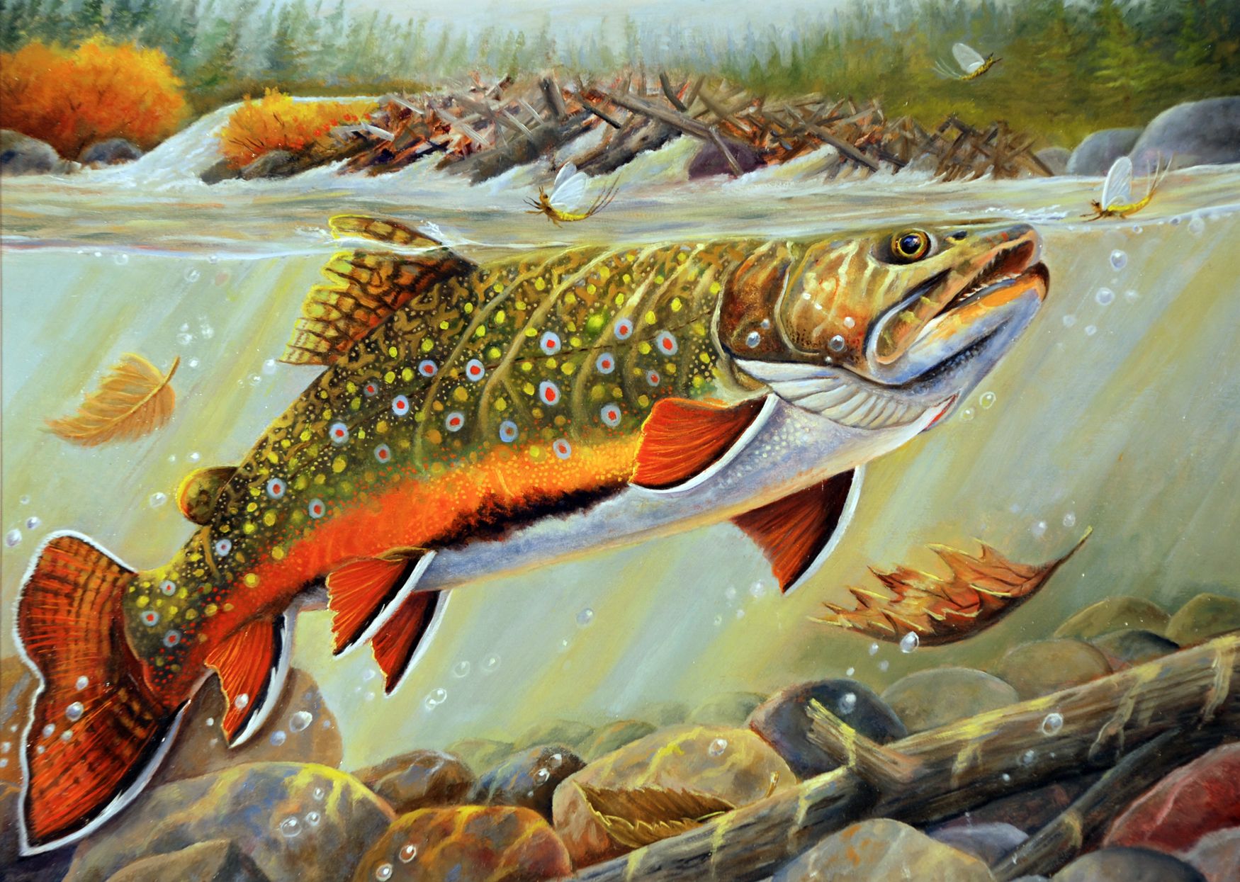 1750x1245 Stamp Design - Brook Trout Painting
