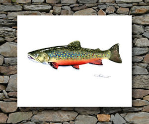 300x250 Brook Trout Painting Fly Fishing Art Print Signed By Artist Djr Ebay - Brook Trout Painting