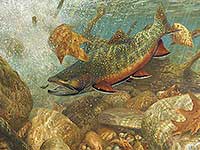 200x150 Brook Trout Art Wild Wings - Brook Trout Painting