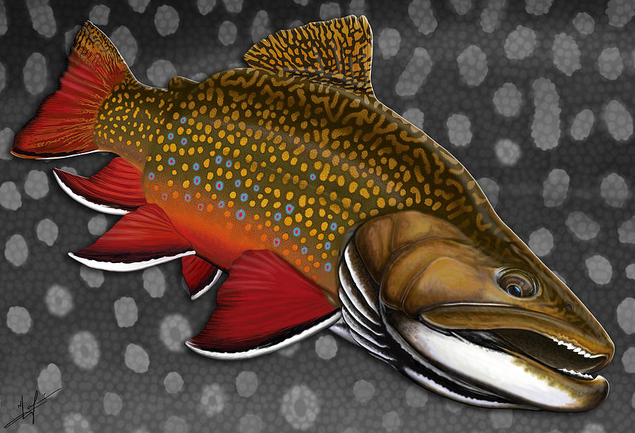 900x614 Brook Trout Digital Art By Nick Laferriere - Brook Trout Painting